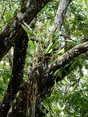 Epiphyllum phyllanthus