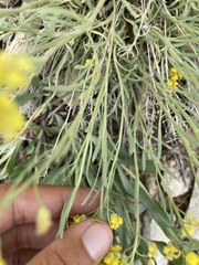 Physaria calcicola
