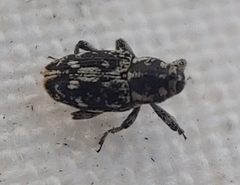 Cylindrocopturus quercus