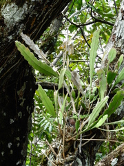Epiphyllum phyllanthus