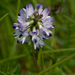 Alpine Milkvetch - Photo (c) Anne, some rights reserved (CC BY-NC-SA)