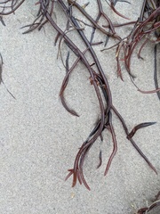 Gracilaria chilensis