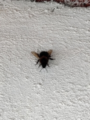 Bombus hypnorum