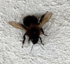 Bombus hypnorum