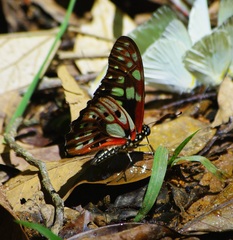 Graphium cyrnus