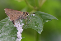 Baorini