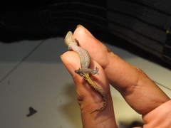 Hemiphyllodactylus typus