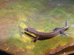 Hemiphyllodactylus typus