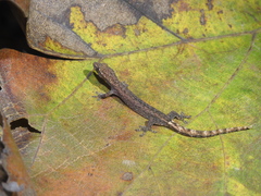 Hemiphyllodactylus typus