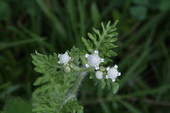 Parthenium bipinnatifidum