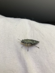 Texania campestris
