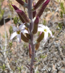 Adromischus triflorus