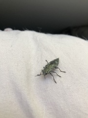 Texania campestris