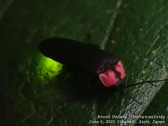 Nipponoluciola cruciata