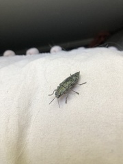 Texania campestris