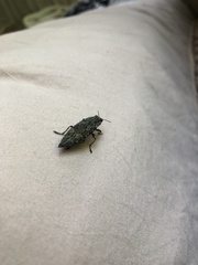 Texania campestris