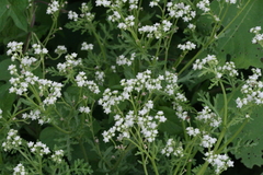 Parthenium bipinnatifidum