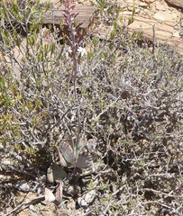 Adromischus triflorus