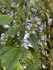 Eriophyes cerasicrumena