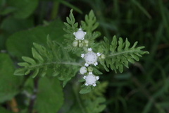 Parthenium bipinnatifidum