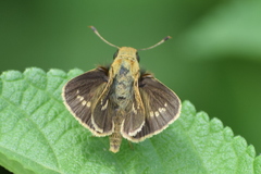 Hesperiinae
