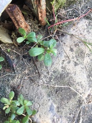 Portulaca umbraticola