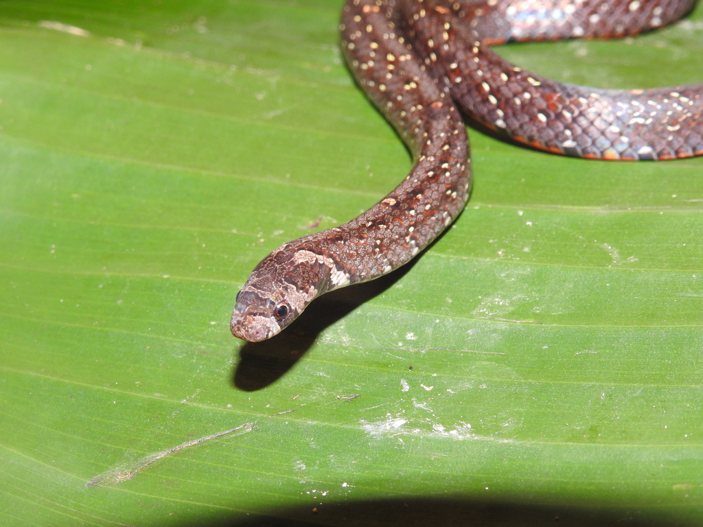 Boie's Kukri Snake