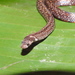 Boie's Kukri Snake - Photo (c) Huda Wiradarma, some rights reserved (CC BY-NC), uploaded by Huda Wiradarma