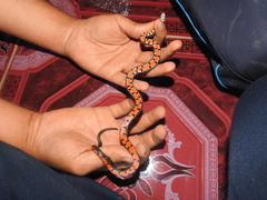 Oligodon bitorquatus