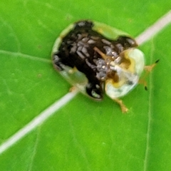 Helocassis clavata