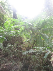 Pteris podophylla