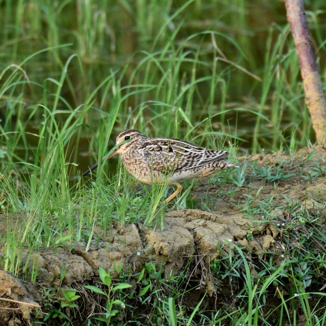Pin-tailed Snipe