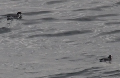 Synthliboramphus antiquus