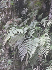 Pelazoneuron augescens