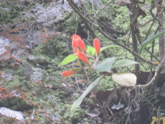 Moussonia jaliscana