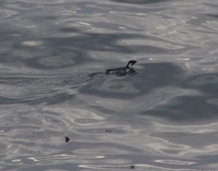 Synthliboramphus antiquus