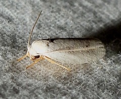 Antaeotricha albulella