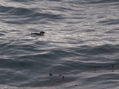 Synthliboramphus antiquus