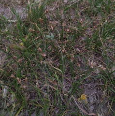 Carex stenophylla