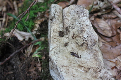 Euscorpius mingrelicus