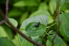 Platycerus depressus