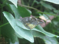 Lieinix nemesis nayaritensis