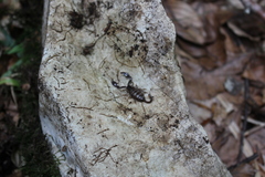 Euscorpius mingrelicus