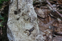 Euscorpius mingrelicus