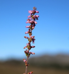 Erica intervallaris