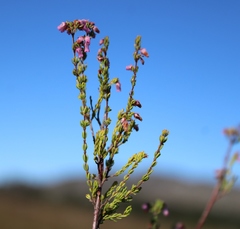 Erica intervallaris