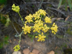 Notobubon ferulaceum