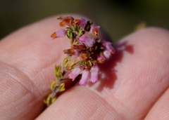 Erica intervallaris