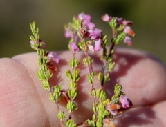 Erica intervallaris