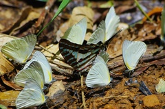 Graphium evombar